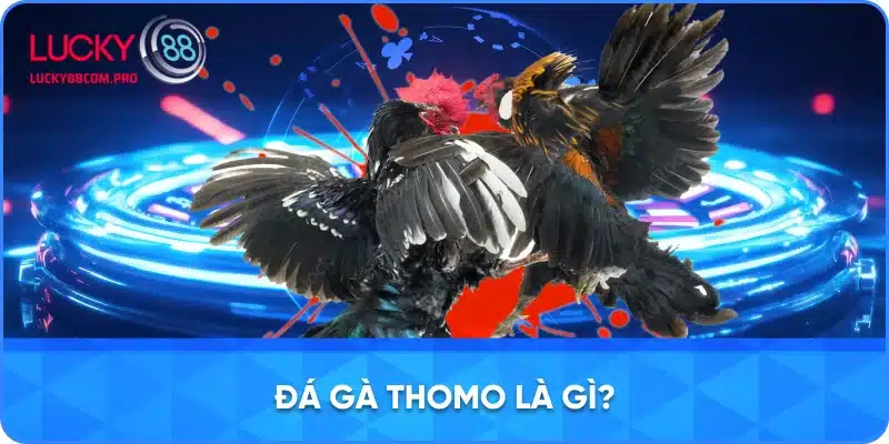 Giới Thiệu Về Đá Gà Thomo