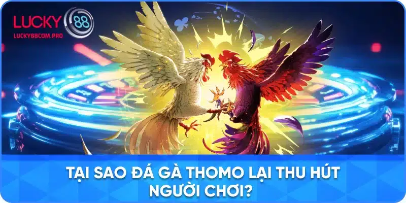 Những Lý Do Đá Gà Thomo Hấp Dẫn Người Chơi